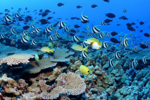 Условия в океана и развитието на морския лед Условия в океана и развитието на морския лед